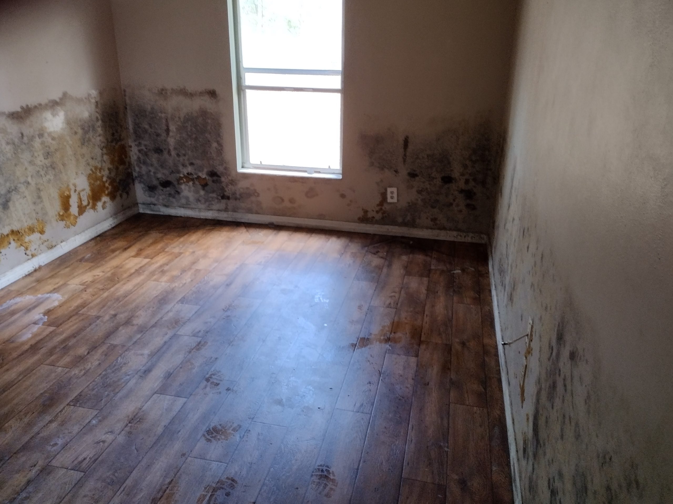 What Causes Mold Growth in Homes & How to Prevent It - Dry Me Out