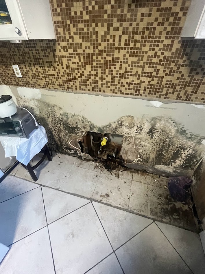 1-800 Dry Me Out mold remediation process