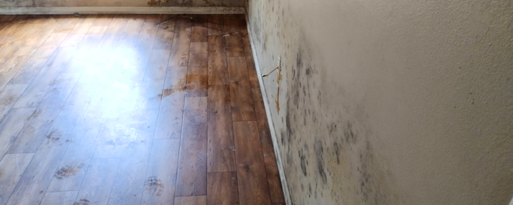 5 Reasons Why You Shouldn't DIY Mold Removal - Dry Me Out