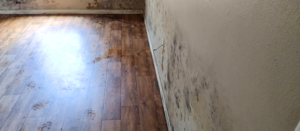 5 Reasons Why You Shouldn't DIY Mold Removal - Dry Me Out