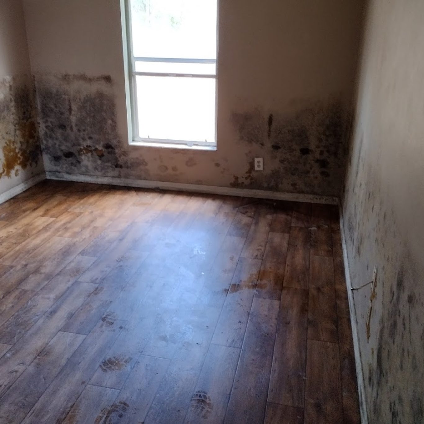 1-800 Dry Me Out water damage assessment