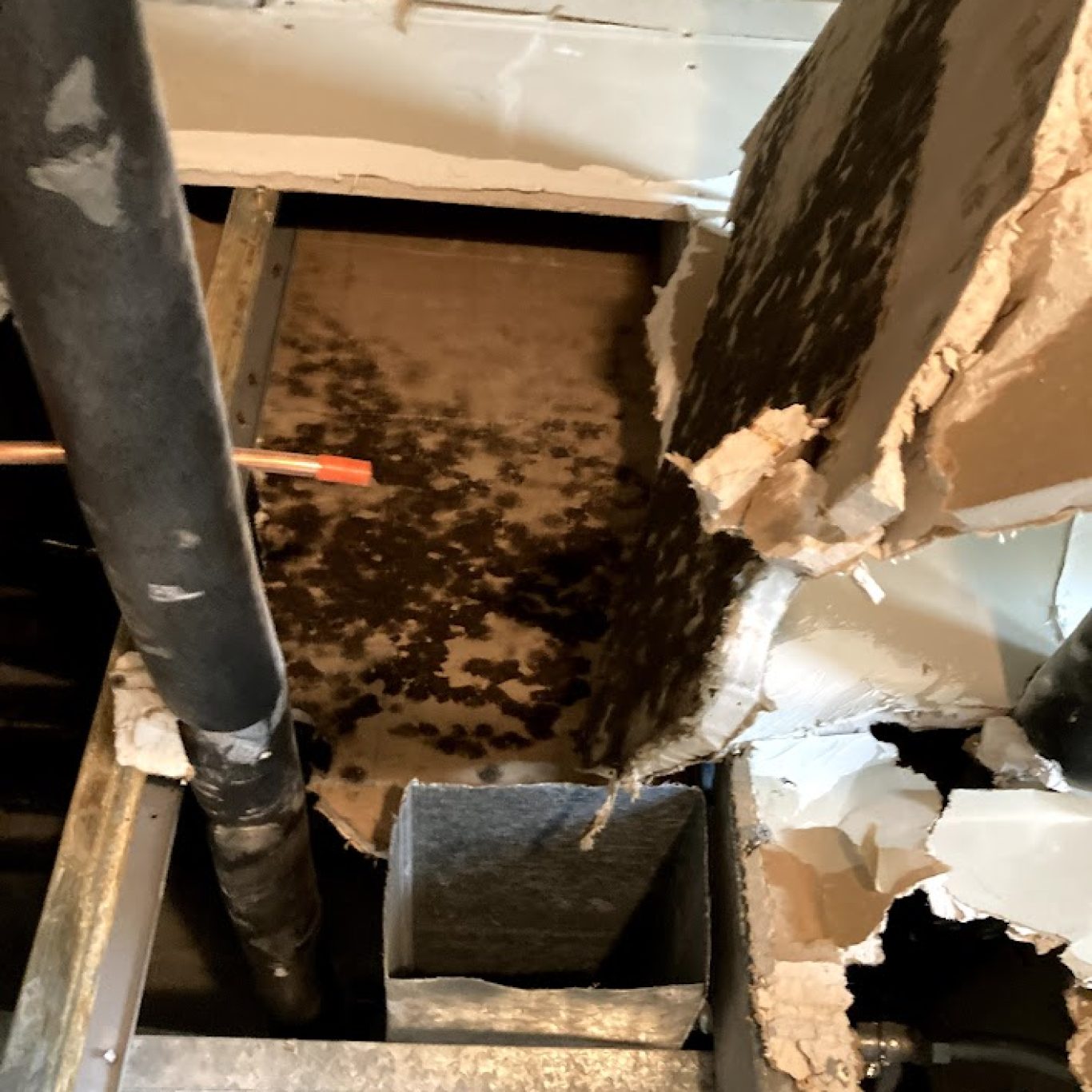 1-800 Dry Me Out damage inspection