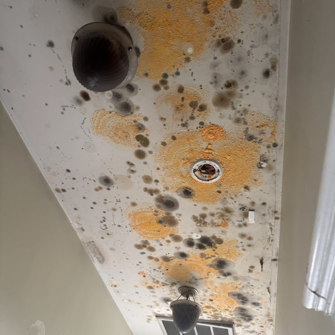Professional mold removal 1-800 Dry Me Out