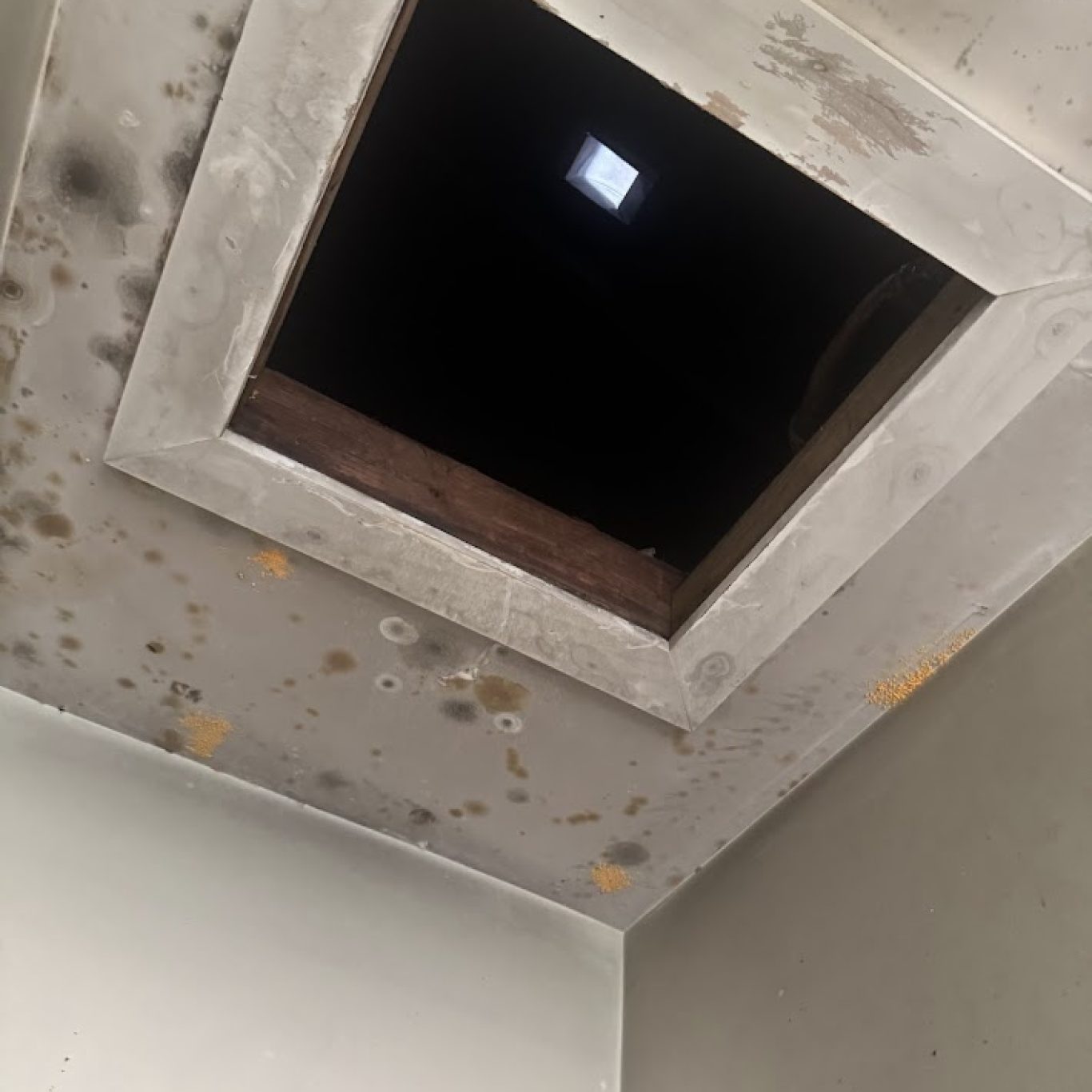 Professional mold removal 1-800 Dry Me Out