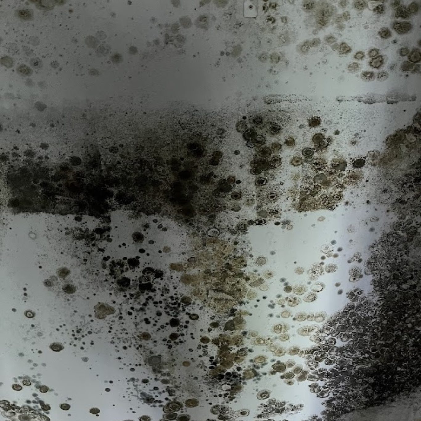 Mold spore removal 1-800 Dry Me Out