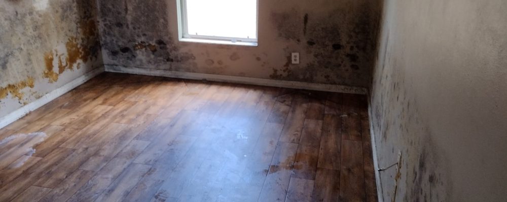 What Causes Mold Growth in Homes & How to Prevent It - Dry Me Out