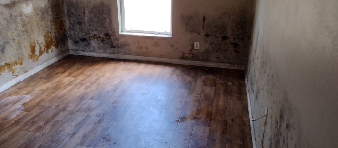 What Causes Mold Growth in Homes & How to Prevent It - Dry Me Out