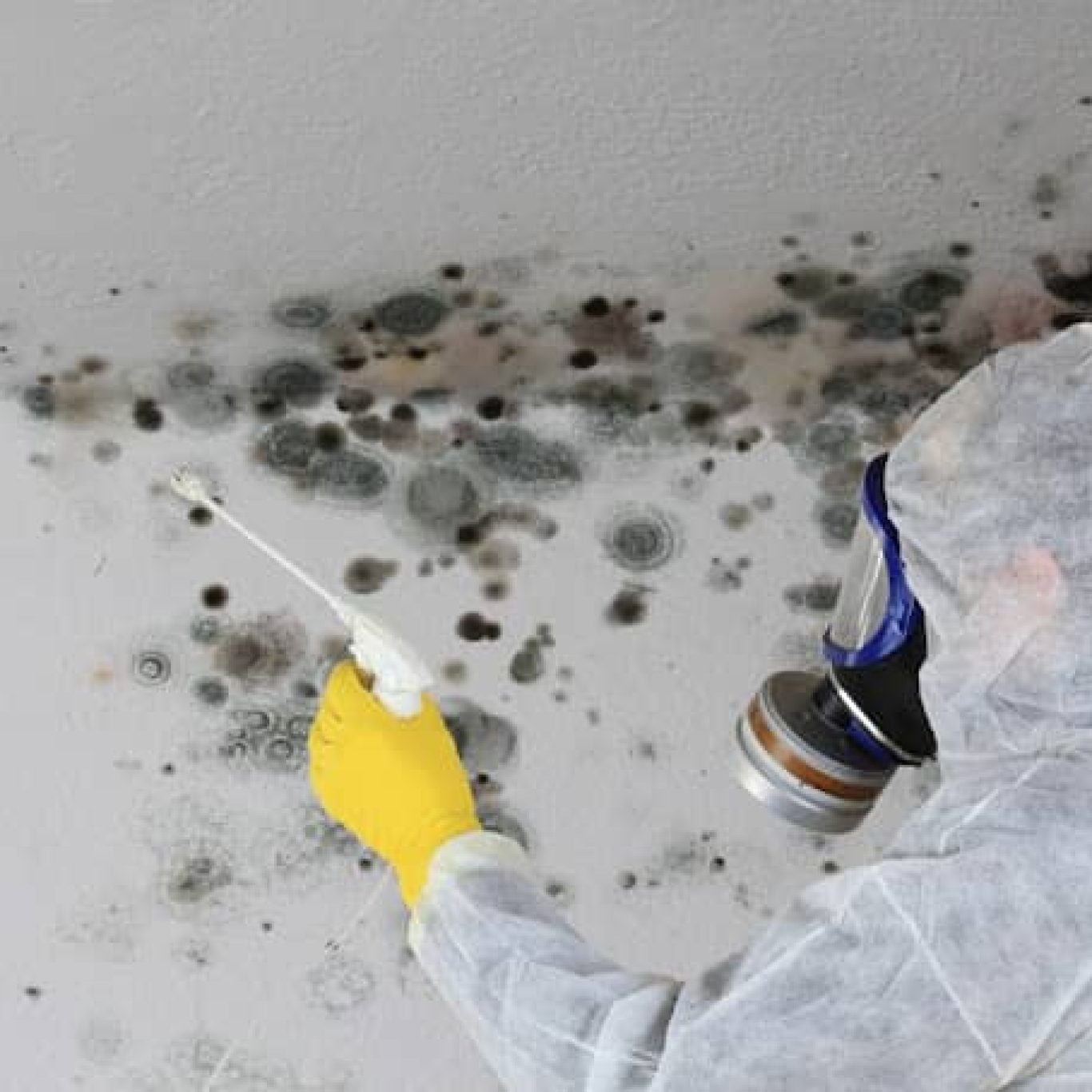 Mold Remediation in Tampa, FL