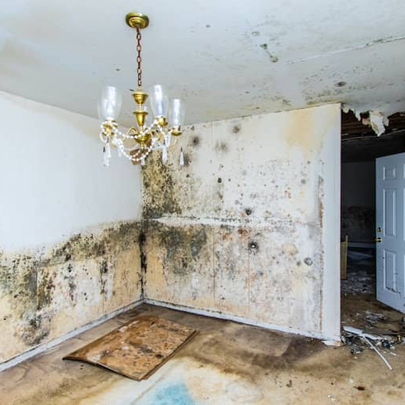 Mold Remediation Near Me
